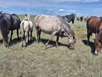 Mare, Kazakh horse — photo 4