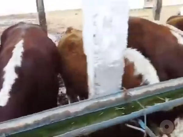 Cattle (batch, sex not specified), Cattle — Uzbekistan