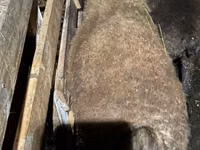 Хуц, Shirvan sheep — 3 зураг