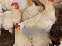 Turkeys — 3. fotó