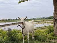 பெண் வெள்ளாடு, Saanen goat — புகைப்படம் 1