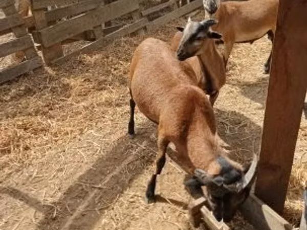 بز نر, بز — مجارستان