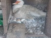 Ducks — ছবি 4
