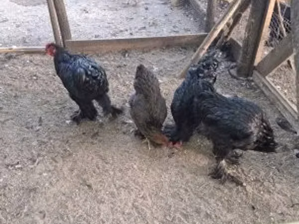 Brahma