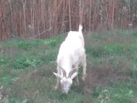 母山羊, Goats — 照片 4