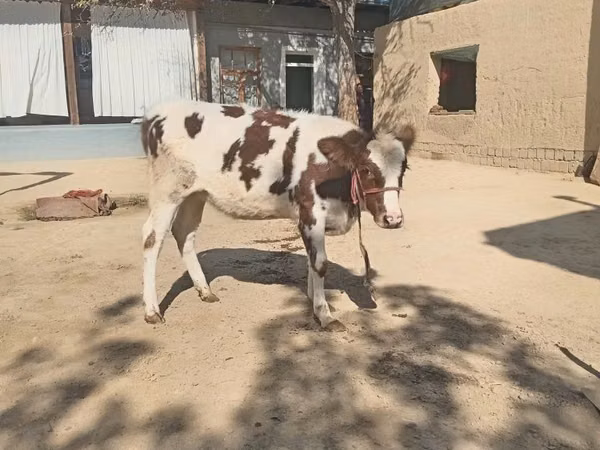 فرس, الخيول