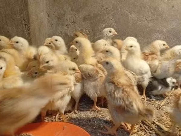 Chickens — Угорщина