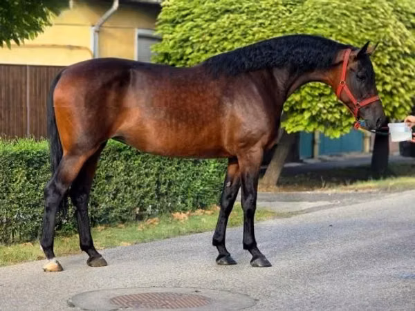Cavalla, Cavalli — Ungheria
