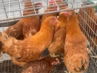 Chickens — عکس 2