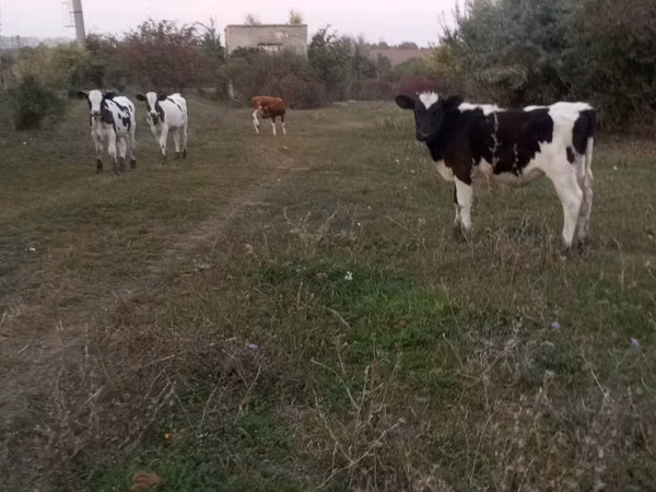 วัวตัวผู้, Russian Black pied cattle