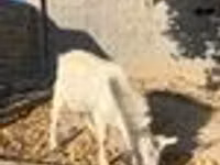 Ziegenbock, Ziegen — Foto 7