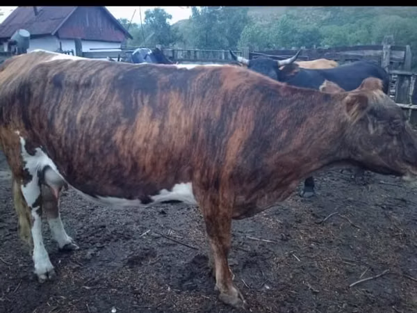 Cow, Cattle — Kazakhstan