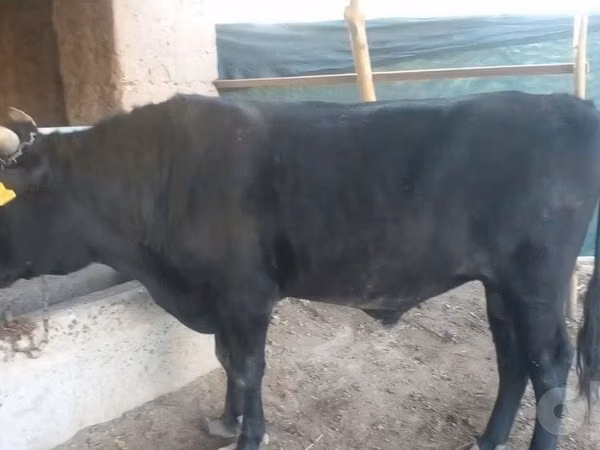 Bull, Aberdeen-Angus — Uzbekistan
