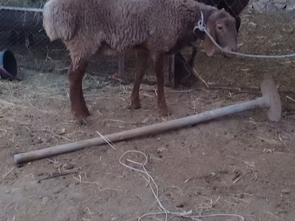 公羊, Sheep — 乌兹别克斯坦
