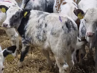 Cattle (batch, sex not specified), Hereford — photo 7