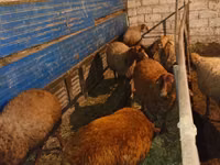 Kambing jantan, Sheep — foto 2