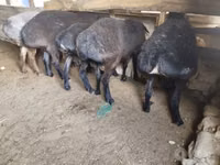 Kambing jantan, Sheep — foto 4