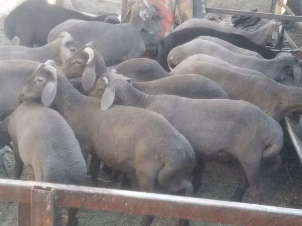 แกะตัวผู้, Arabi sheep