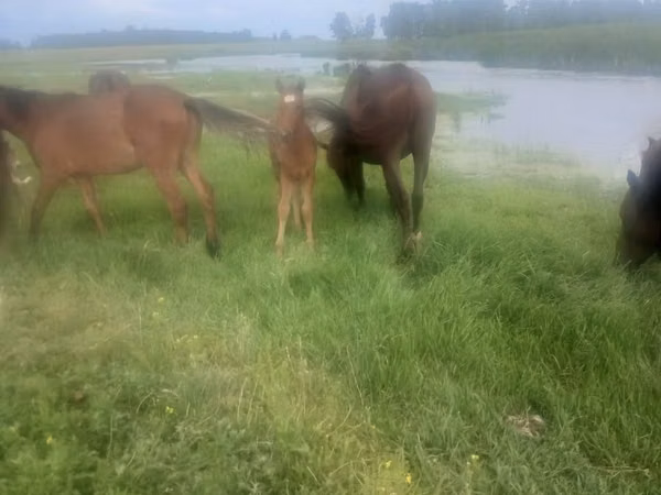 Mare, Horses — Kazakhstan
