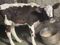 گاو ماده, Latvian Blue cattle — عکس 2