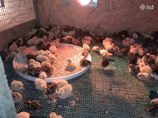 Quails