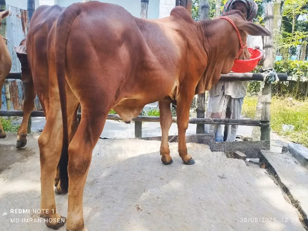 Bull, Cattle — Bangladesh