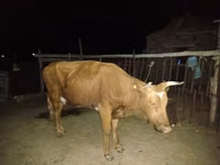 گاو ماده, Latvian Blue cattle — عکس 2