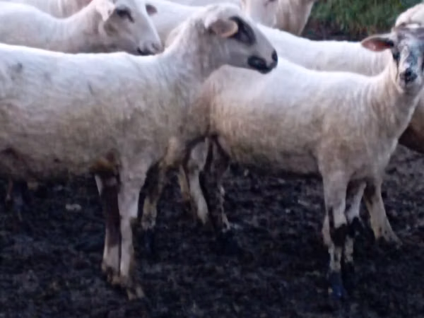Sheep, Tsigai sheep — Moldova