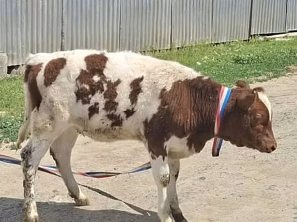 Cow, Latvian Blue cattle