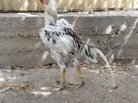 Chickens — รูปภาพ 2