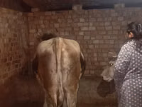 गाय, मवेशी — फ़ोटो 2