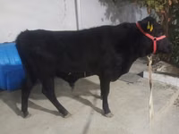 Toro, Aberdeen Angus — foto 4