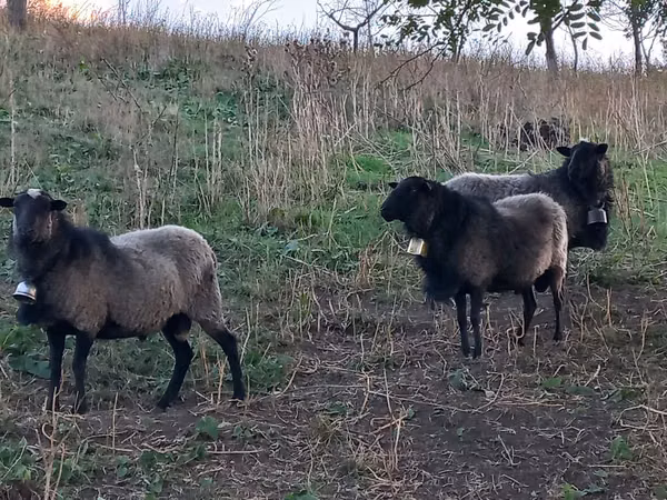 Vædder, Romanov sheep