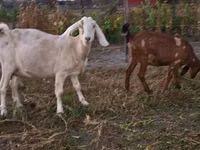 Goat, Nubian Goat — photo 3