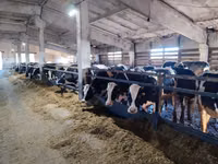 Krava, Russian Black pied cattle — foto 3