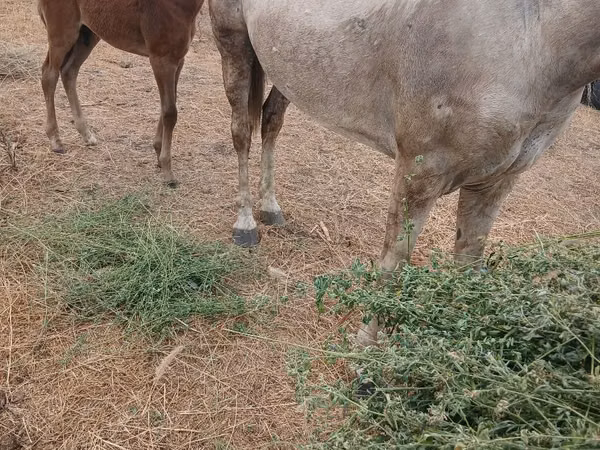 Mare, Horses — Moldova