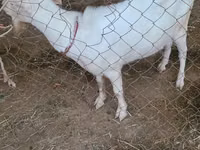 염소(암수 미지정, 묶음), Saanen goat — 사진 2