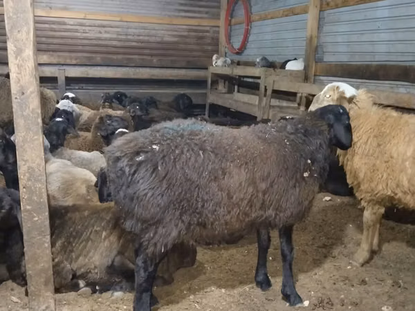 Ram, Sheep — Kazakhstan