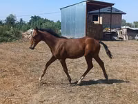 ፈረስ, Horses — ፎቶ 4