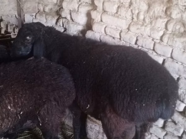 Ram, Sheep — Uzbekistan