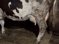 Αγελάδα, Russian Black pied cattle — φωτογραφία 6