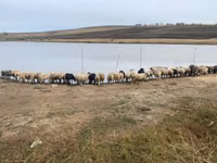 Koza, Kozy — foto 5