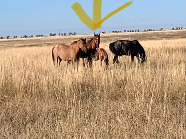 Horse (M), Horses — Kazakhstan