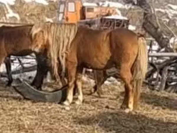 Horse (M), Horses — Kazakhstan