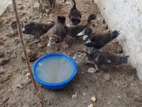 Domestic Muscovy — photo 7