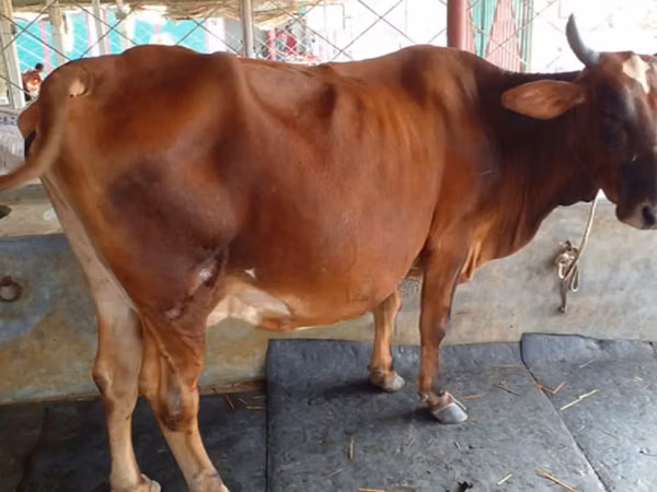 Cow, Azerbaijani zebu