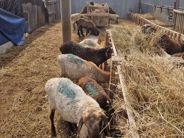 Ram, Sheep — Kazakhstan