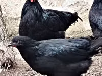Chickens — تصویر 1