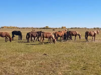 Madyan, Kazakh horse — foto 2