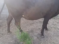 Sapi, Alatau breed — foto 1